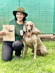 Weimaraner shorthaired Grey Bay