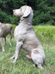 Weimaraner shorthaired