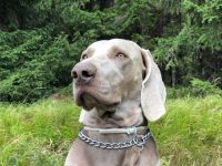 Weimaraner shorthaired