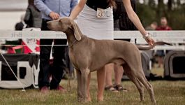 Weimaraner shorthaired