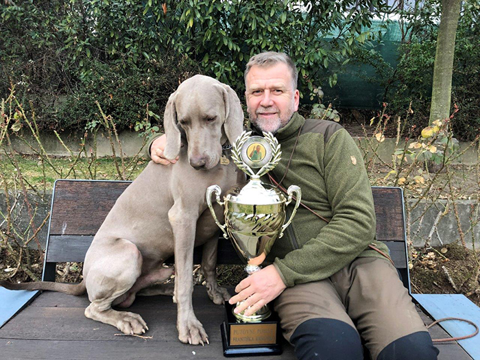 Weimaraner shorthaired