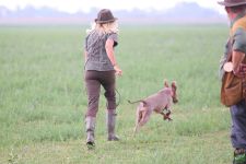 Weimaraner shorthaired