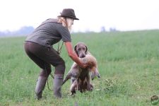 Weimaraner kurzhaar