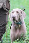 Weimaraner shorthaired