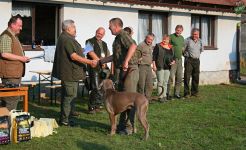 Weimaraner shorthaired