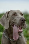 Weimaraner shorthaired