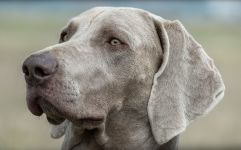 Weimaraner shorthaired