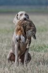 Weimaraner kurzhaar