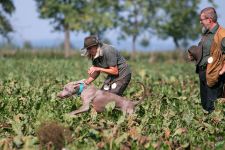 Weimaraner shorthaired