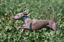 Weimaraner shorthaired