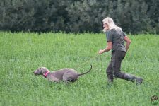 Weimaraner kurzhaar