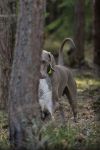 Weimaraner shorthaired