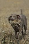 Weimaraner shorthaired