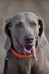 Weimaraner shorthaired