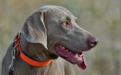 Weimaraner shorthaired