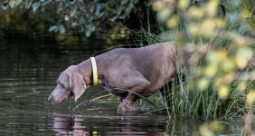 Weimaraner kurzhaar