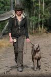 Weimaraner shorthaired