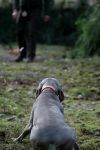 Weimaraner shorthaired