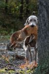Weimaraner shorthaired