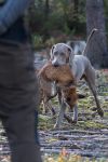 Weimaraner shorthaired