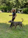 Weimaraner shorthaired