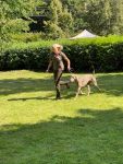 Weimaraner shorthaired