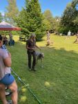 Weimaraner shorthaired