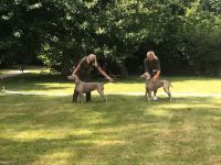 Weimaraner shorthaired