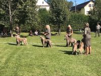 Weimaraner shorthaired