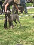 Weimaraner shorthaired