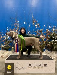 V�marsk� oha� kr�tkosrst� Grey Bay