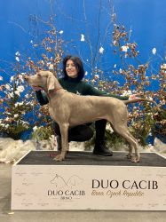 V�marsk� oha� kr�tkosrst� Grey Bay