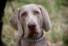 Weimaraner