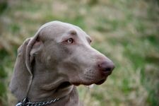 Weimaraner