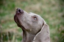 Weimaraner