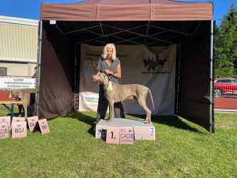 Weimaraner kurzhaar Grey Bay