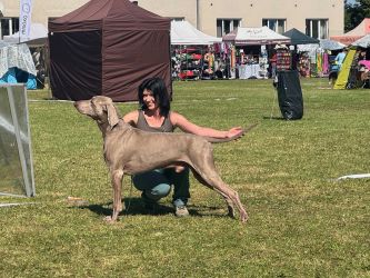 Weimaraner kurzhaar Grey Bay