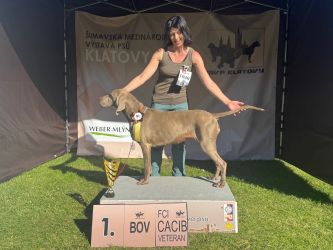 Weimaraner kurzhaar Grey Bay
