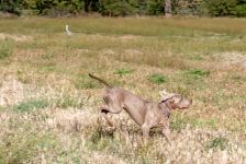 Weimaraner shorthaired