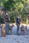 Weimaraner shorthaired