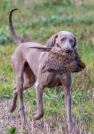 Weimaraner shorthaired