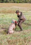 Weimaraner shorthaired