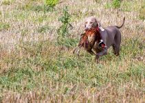 Weimaraner shorthaired