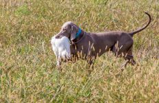 Weimaraner shorthaired