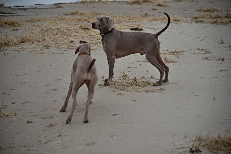 Weimaraner puppies