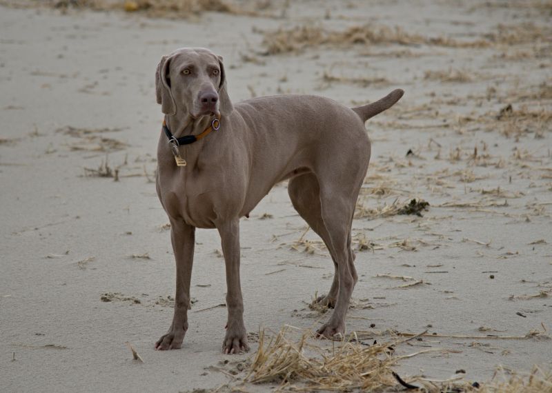 Weimaraner puppies