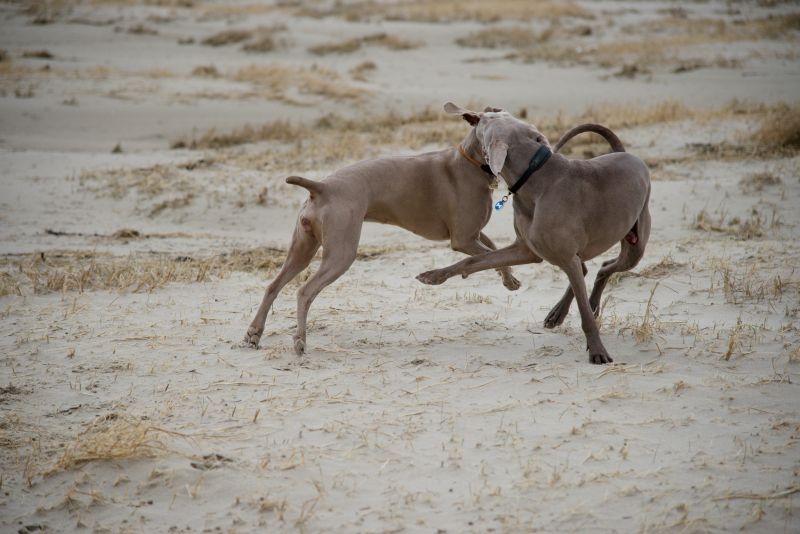 Weimaraner puppies