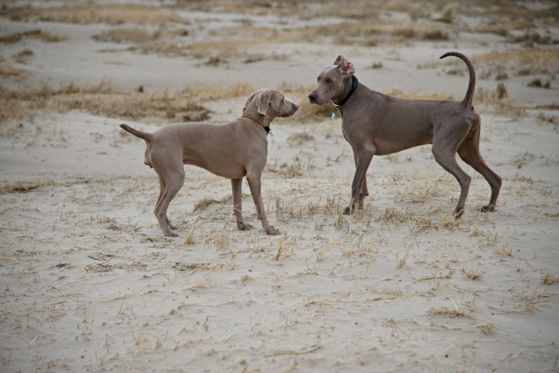 Weimaraner puppies