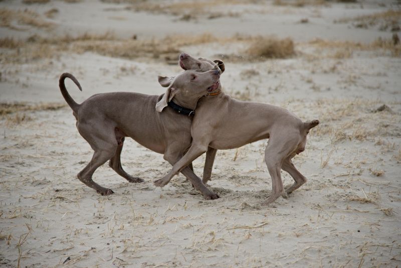 Weimaraner puppies