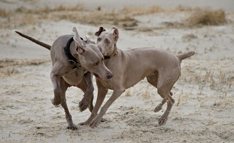 Weimaraner puppies